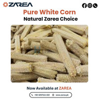 Corn Cob White | ZAREA